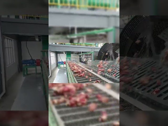 중국 스테인레스 스틸 카사바 스타치 제조 기계 파들 청소 기계 판매